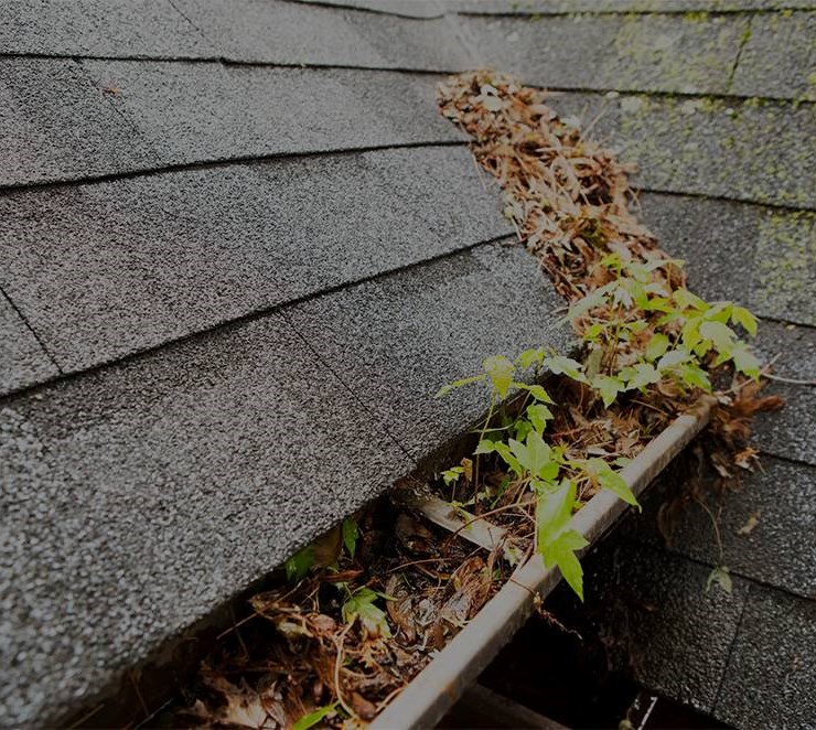 Leaves and sticks stuck in gutter and on roof